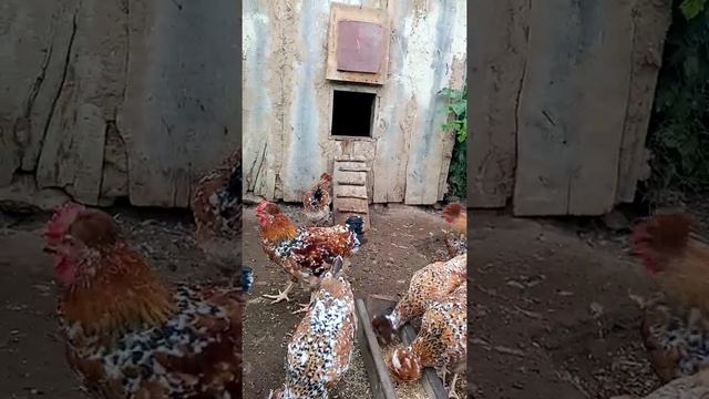 Русская хохлатая. Окрас ситец смотреть онлайн