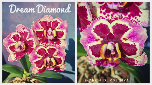 Phal. Dream Diamond peloric 💎 от садовника Son Ya 🌺 Цветение азиатской орхидеи бабочка Дрим Даймон смотреть онлайн