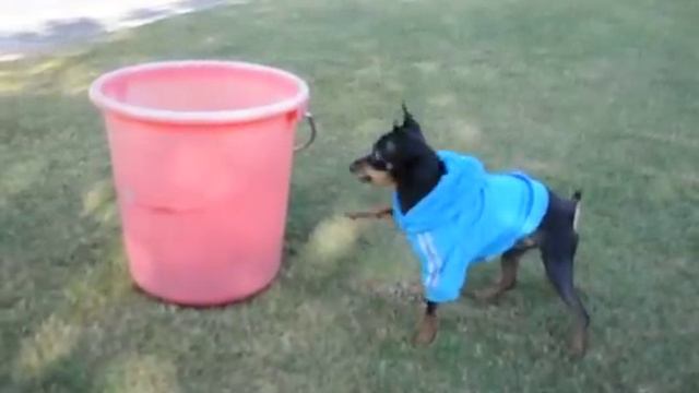 Prague Ratter Bobby playing golf / Prazsky Krysarik Bobby hraje golf смотреть онлайн