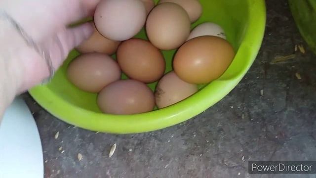 Цыплята Леггорн / Курятник/Куры Несушки смотреть онлайн