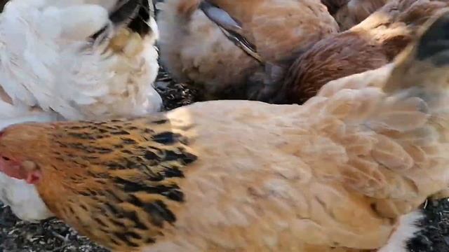 Как я выпускаю кур и уток? / Больше 50 кур и 10 мускусных уток /Сельское хозяйство смотреть онлайн