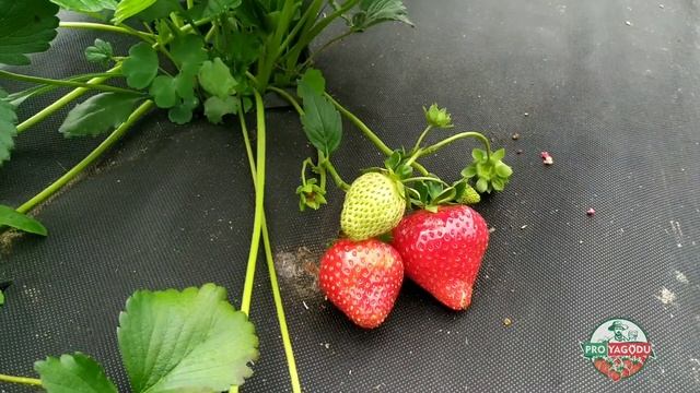 Sweet Ann Сладкая Анна клубника. Обзор смотреть онлайн