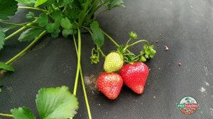 Sweet Ann Сладкая Анна клубника.  Обзор