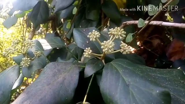 В Сочи зацвел ещё один медонос, плющ. смотреть онлайн