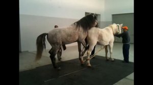 Dog Horse mating 2017, funny animals Funny dog