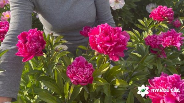 Irwin Altman peony. Ирвин Альтман пион. Пулков сад