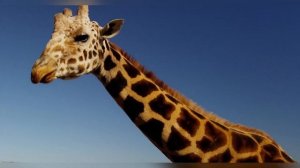 Н.С.Гумилев. Жираф.