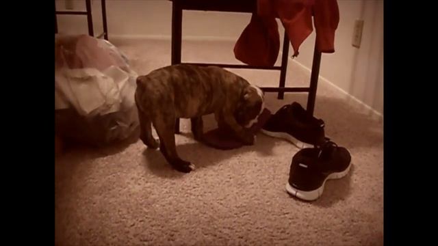 Учебник по Таланту