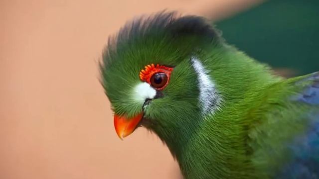 11 Ayetel Kursi - 3 İhlas - 3 Felak - 3 Nas