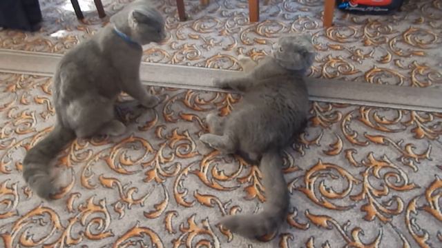 британский кот смотреть онлайн