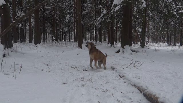 Адаль развлекается! смотреть онлайн