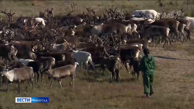 Поиски оленевода смотреть онлайн