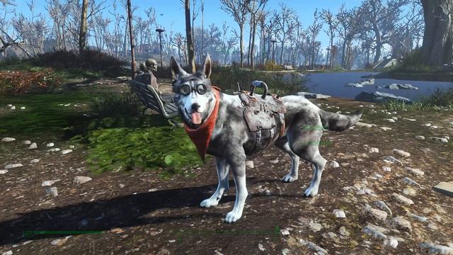 Siberian Husky - Dogmeat Texture for Fallout 4 смотреть онлайн