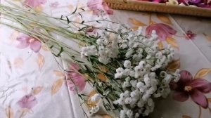 Сухоцвет. Сушим тысячелистник жемчужный.