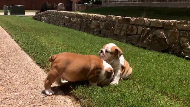 Red And white English Bulldog puppies смотреть онлайн