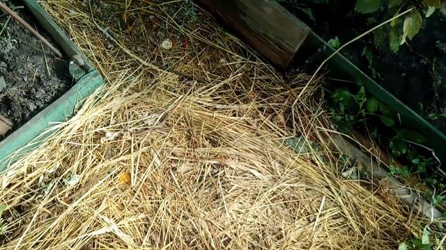 Крутые перцы. Как выгнать муравьёв из теплицы. смотреть онлайн