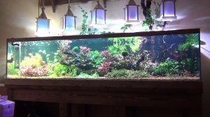 Запуск и обслуживание аквариума травника.