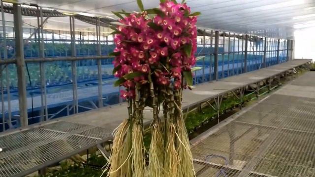Dendrobium смотреть онлайн