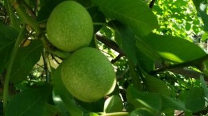 Для МОЩНОЙ ЭРЕКЦИИ, высокой ПОТЕНЦИИ, от ПРОСТАТИТА, АДЕНОМЫ и других недугов! Мужской чай. Рецепт.