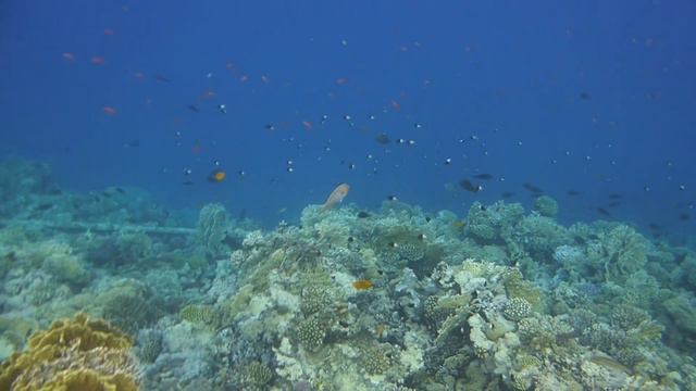 Глубина моря в конце понтона отеля Royal Albatros Moderna Египет Шарм эль шейх 2012 смотреть онлайн