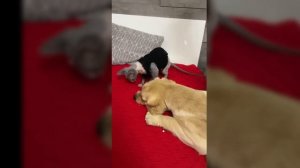 Дени и Мэни: Дружба вопреки природе ?❤️?