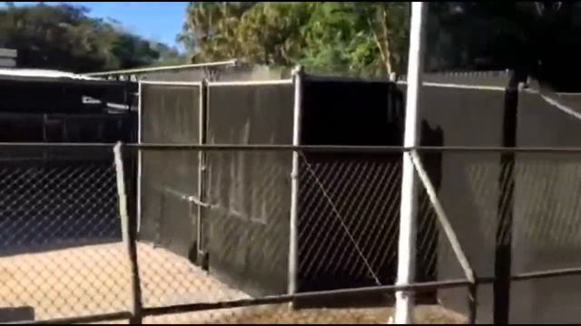 Animal Kingdom + Wildlife Express Train смотреть онлайн