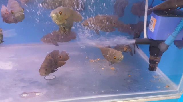 Oscar fish care & Maintenance tips смотреть онлайн