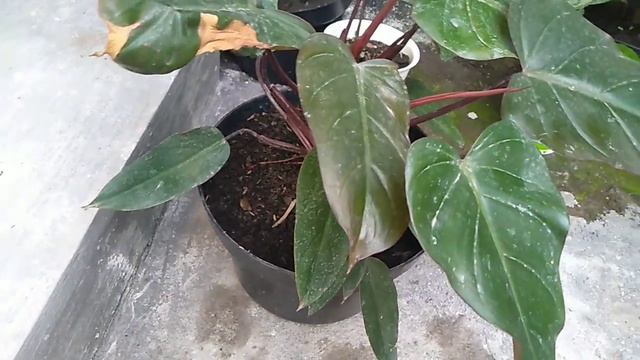 Philodendron Red Cardinal Houseplant Care | My Philodendron Collection!