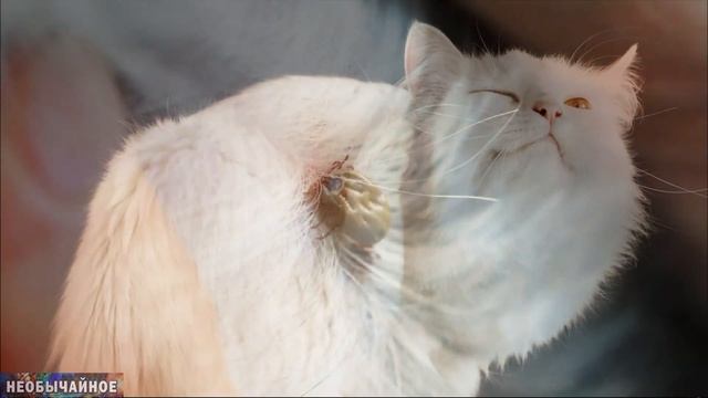 Блохи и Клещи у Кошек. Как Лечить ¤ НЕОБЫЧАЙНОЕ смотреть онлайн