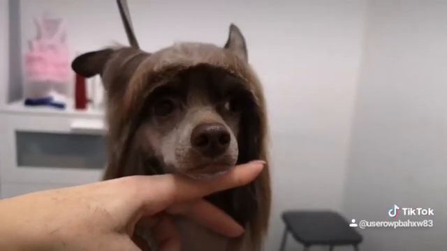 Китайская хохлатая собака, Гатчина смотреть онлайн