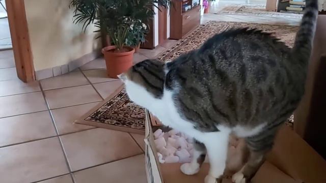 Очень любопытно и непонятно, что это такое, есть его можно. Неужели больше ничего друго нет. смотреть онлайн