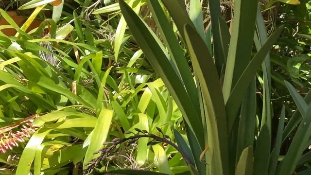 Посетители В Моём Орхидейном Саду. Цветение Орхидей Весной в Австралии. Visitors in my Garden. смотреть онлайн