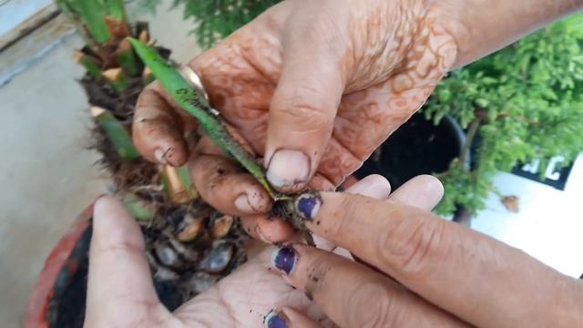 How to Grow Acalypha Plant by Cutting || Easy Propagation of Acalypha / Khalifa Plant смотреть онлайн