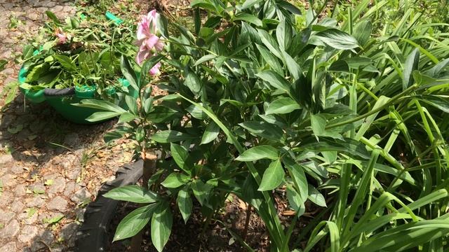 Делаю компост в мешках. Удобрение из сорняков смотреть онлайн