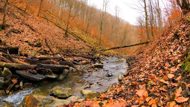 4K Autumn Ambience Music | Colorful Fall Foliage,relax Music