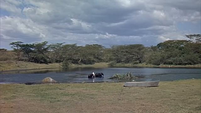 ¡Hatari! Howard Hawks. 1962 / "Baby Elephant Walk" Henry Mancini смотреть онлайн