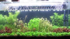 Подмены воды в аквариуме. Сколько, как часто и почему.