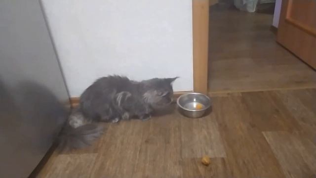Кошка мейн-кун Хлоя казнь мышей! Топим! Мейн-кун гроза мышей. Знатная охота смотреть онлайн