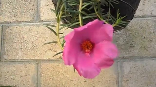 Portulaca Oleracea RS смотреть онлайн