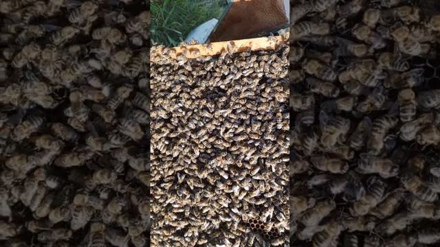 Коллектив.mp4 смотреть онлайн