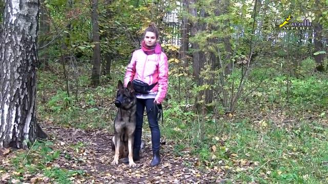 НЕМЕЦКАЯ ОВЧАРКА - мифы и реальность, АГРЕССИЯ к хозяину и членам семье (часть 4) смотреть онлайн