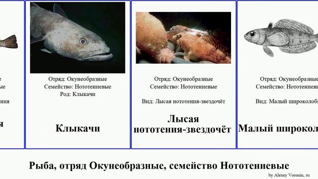 Рыба, отряд Окунеобразные, семейство Нототениевые fish клыкач Гвоздарь Natural Клыкачи нототения смотреть онлайн