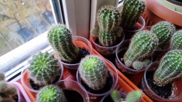моя коллекция кактусов. мои кактусы. комнатные растения. суккуленты. маммилярия смотреть онлайн