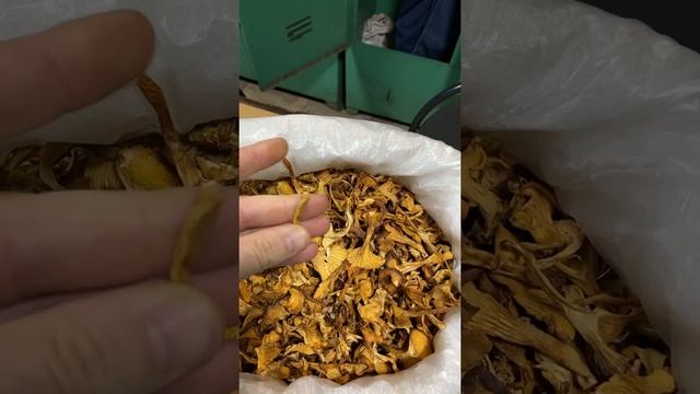 Сушеная лисичка 89223111750 смотреть онлайн