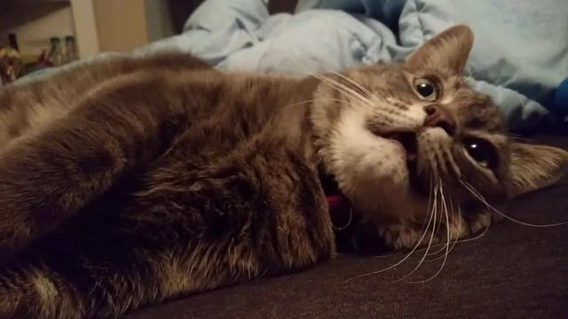 Mouse Cat Sneeze смотреть онлайн