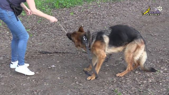 Дисплазия локтевых суставов и дрессировка, немецкая овчарка, занятие смотреть онлайн