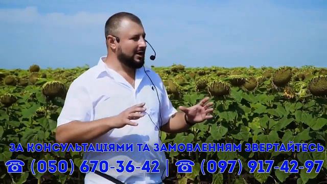 Подсолнечник НС Х 6044 смотреть онлайн