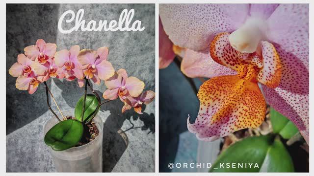 Phal. Chanella 😍 Третье цветение нежной и прекрасной голландской орхидеи Шанелла 🥰 Обзор сорта 🌸 смотреть онлайн