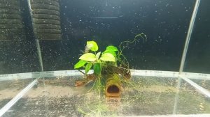 Какой прожектор установлен для освещения аквариума, почему нет грунта у лорикарий...