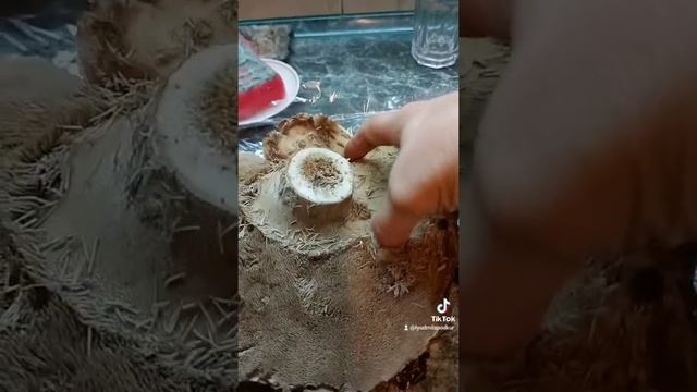 Їжовик дуже смачний гриб! смотреть онлайн